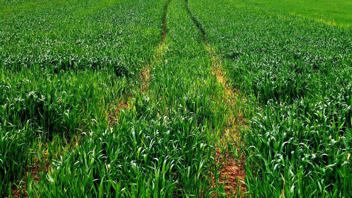 17岁鲁特肯豪斯800米终点逆转：战术执行与节奏转换解析